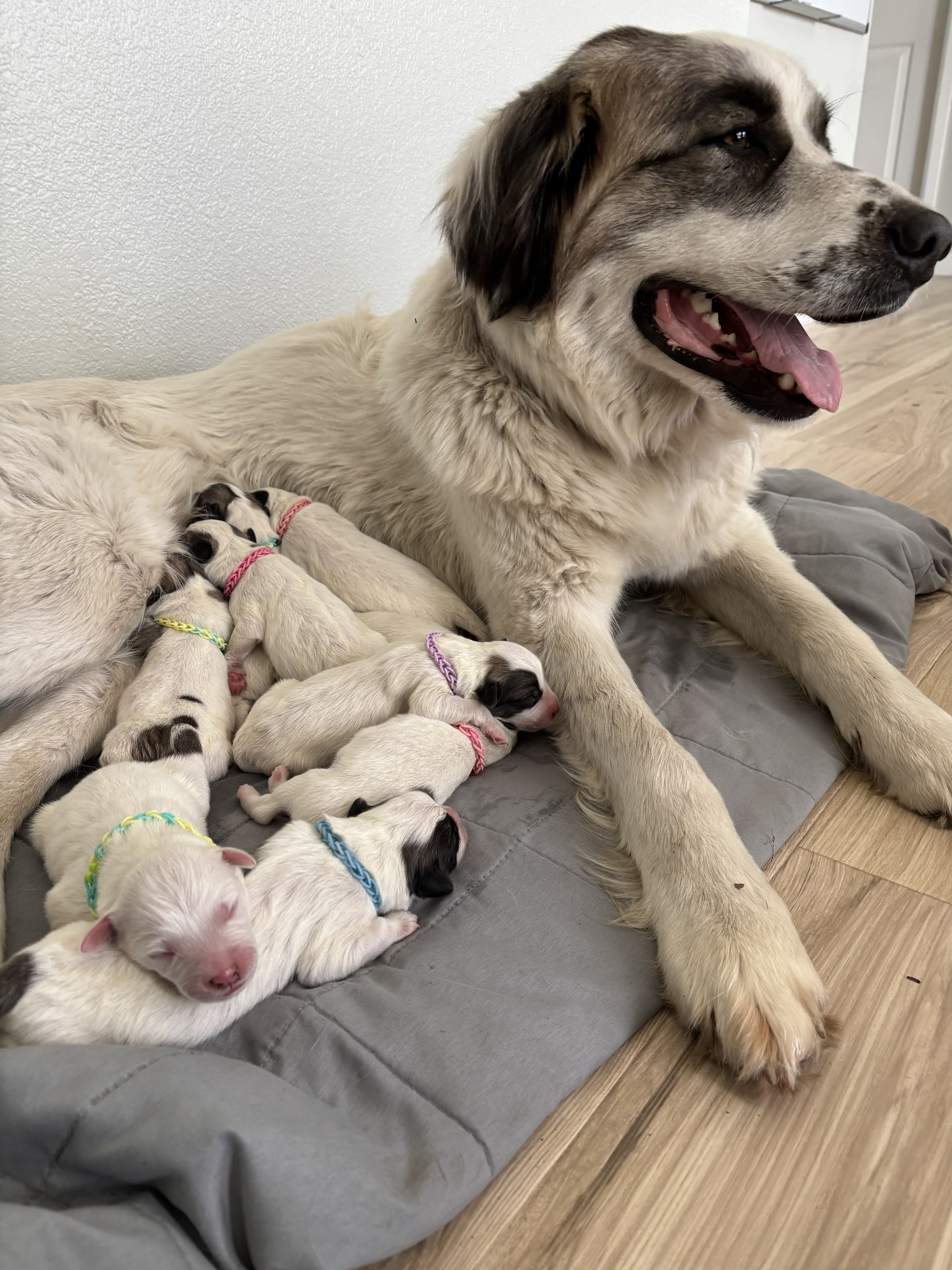 Pepper, the mother dog, resting with her newborn puppies