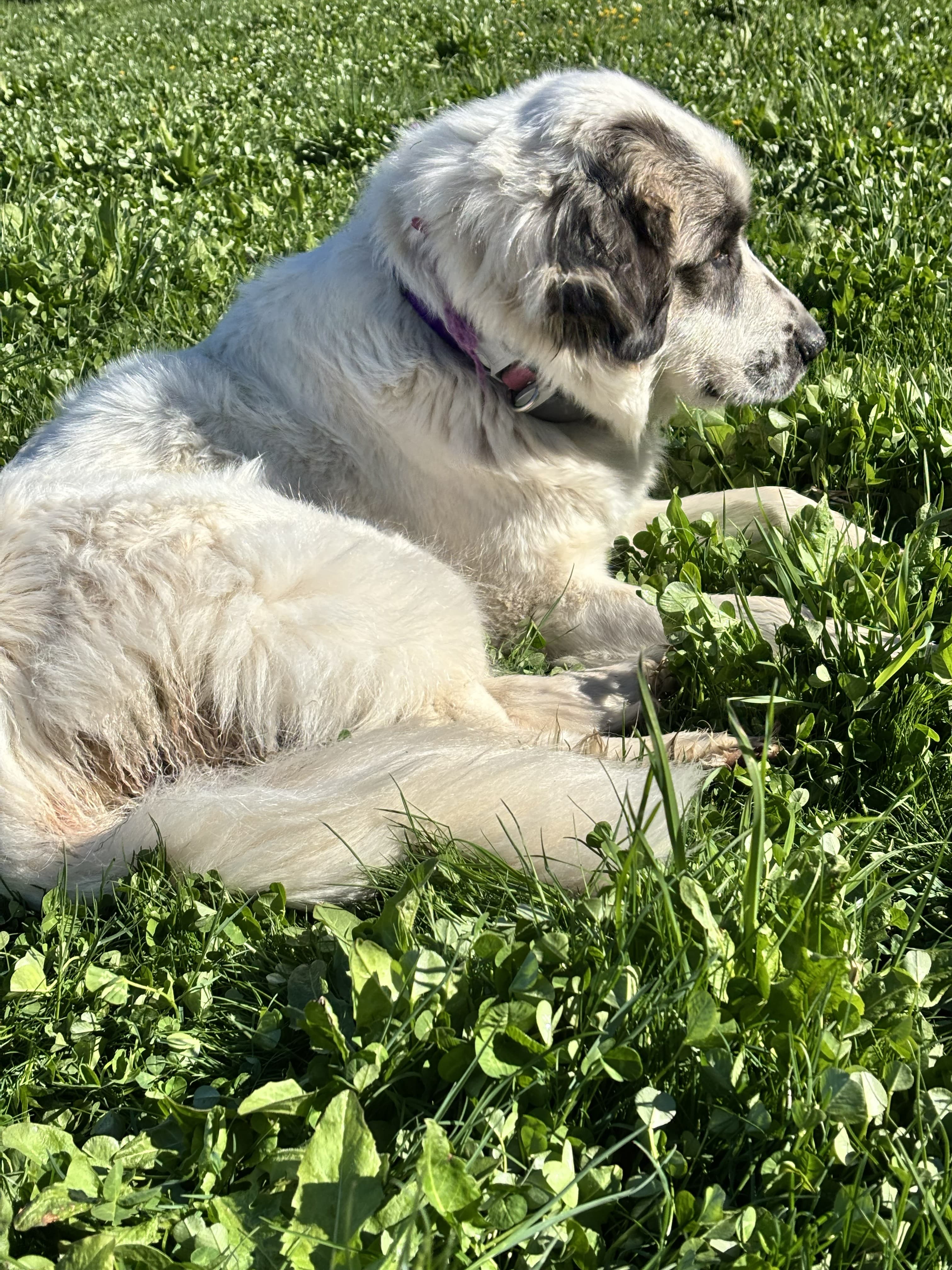 Side profile of Pepper, the mother dog, relaxing in farm grass