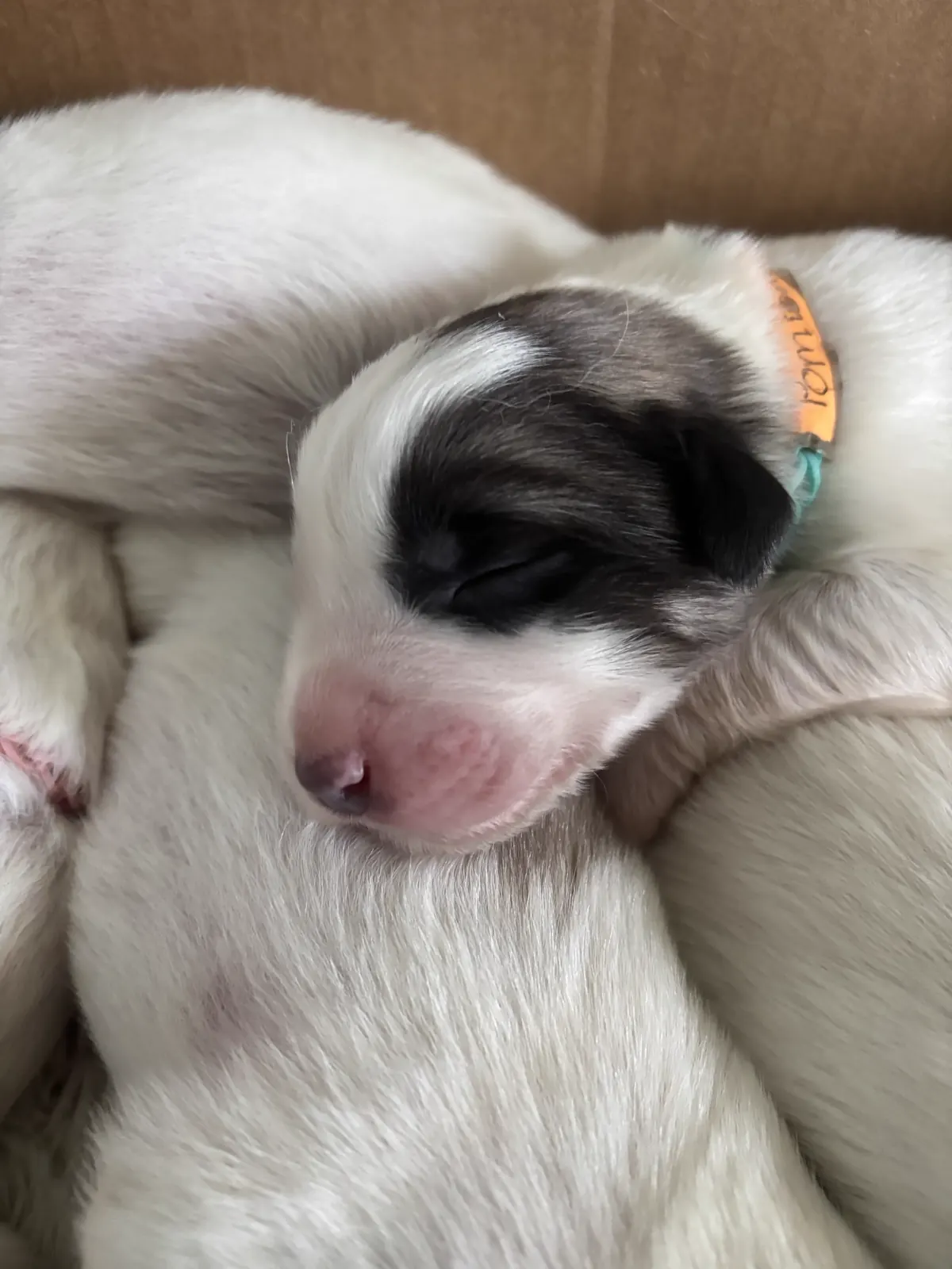 Young Spokane farm puppy resting on a blanket