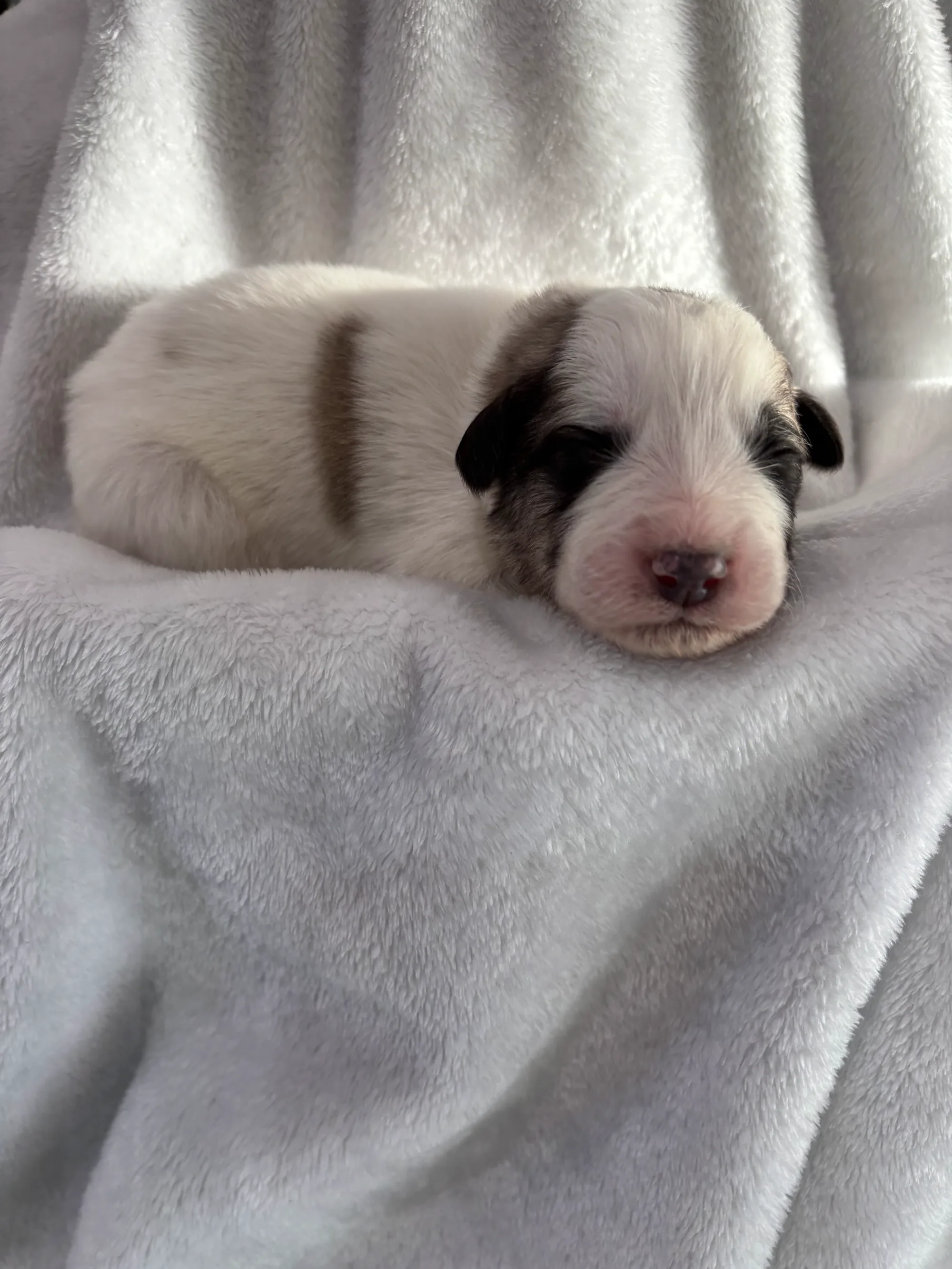 Garlic - Male foundation Palouse litter puppy