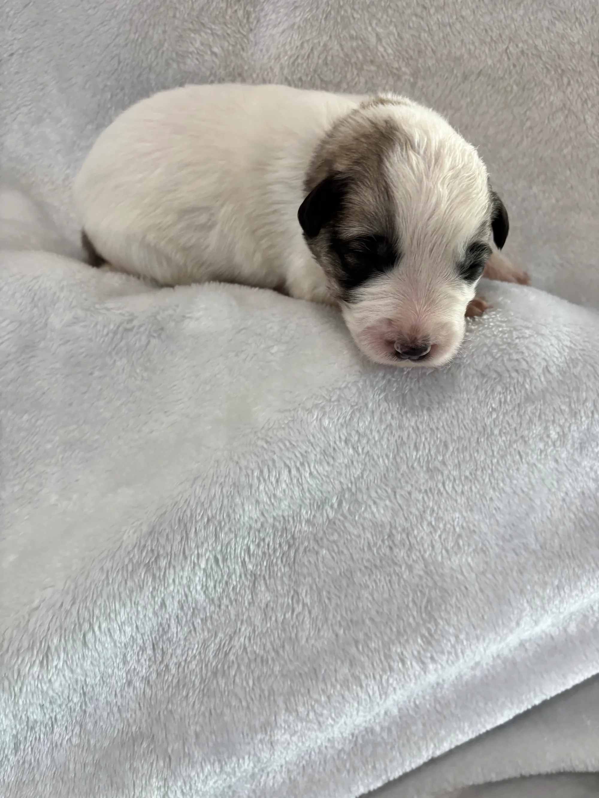 Nutmeg - Female foundation Palouse litter puppy