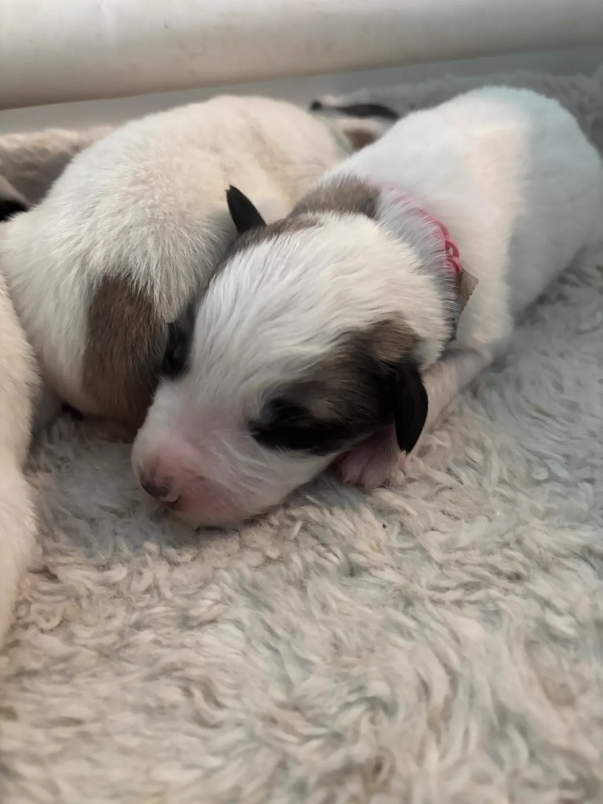 Chris - Sex to be confirmed Great Pyrenees mix puppy