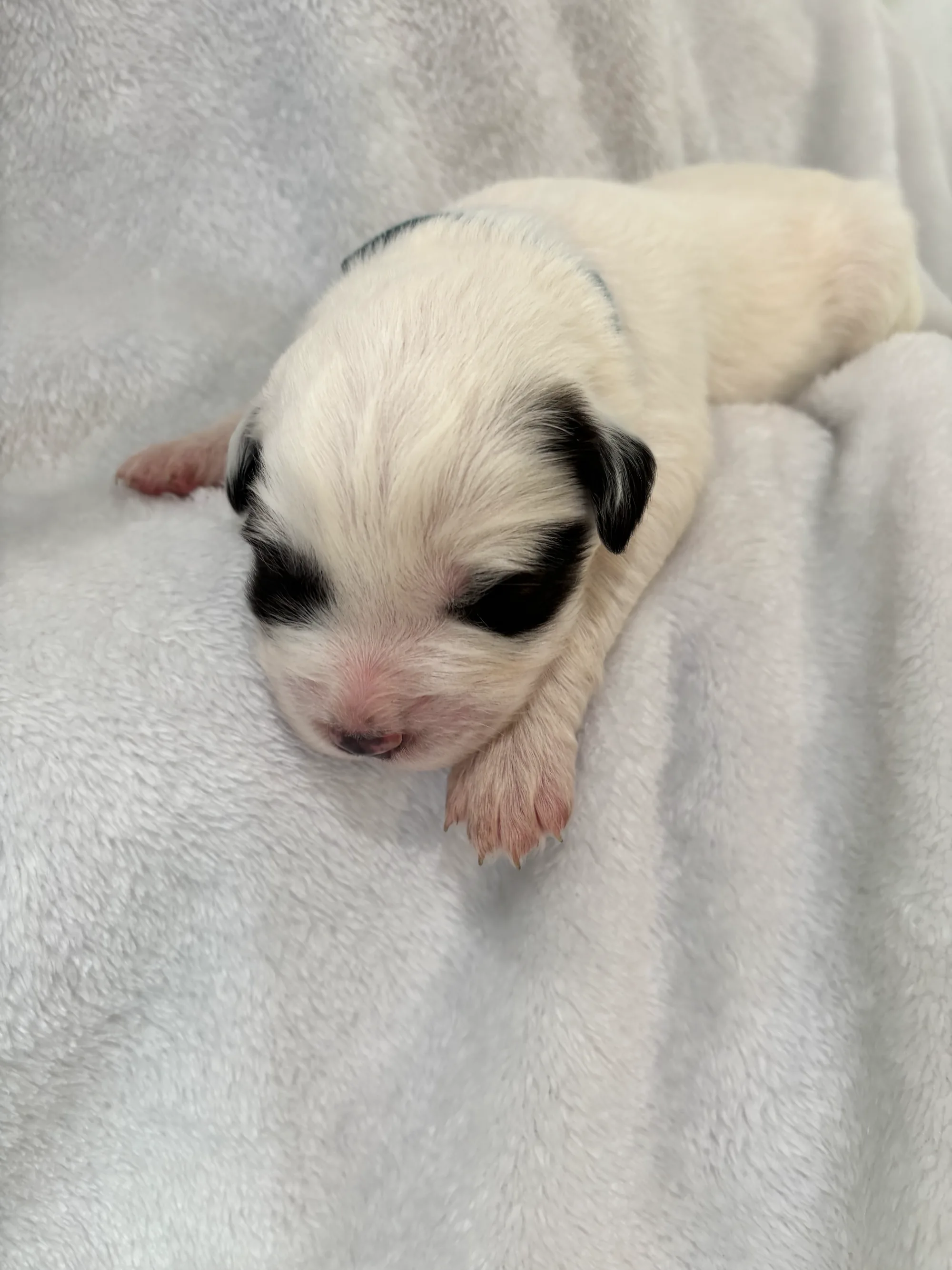 Panda - Female foundation Palouse litter puppy