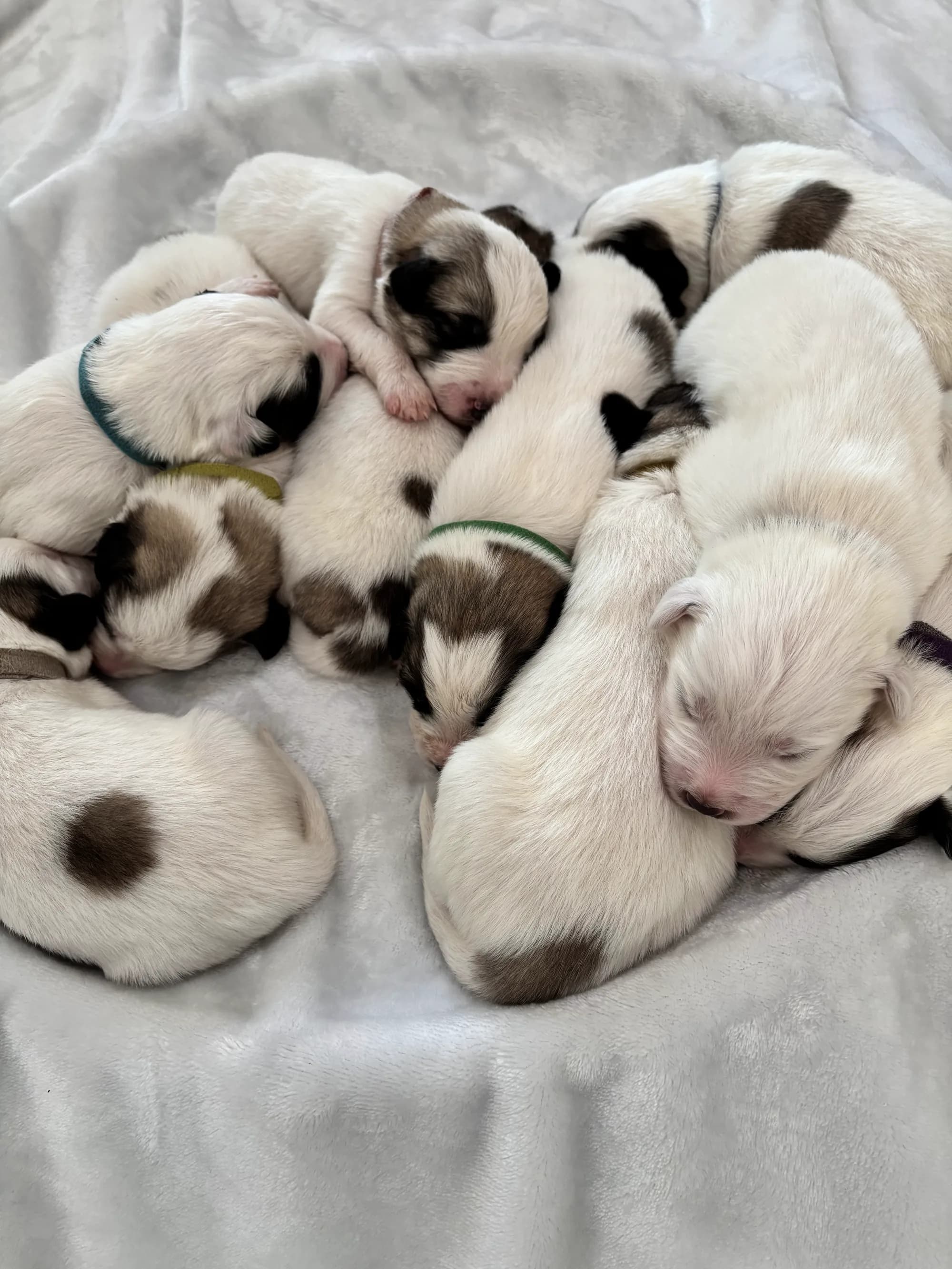 Foundation Palouse litter sleeping in a pile, marked with colored collars