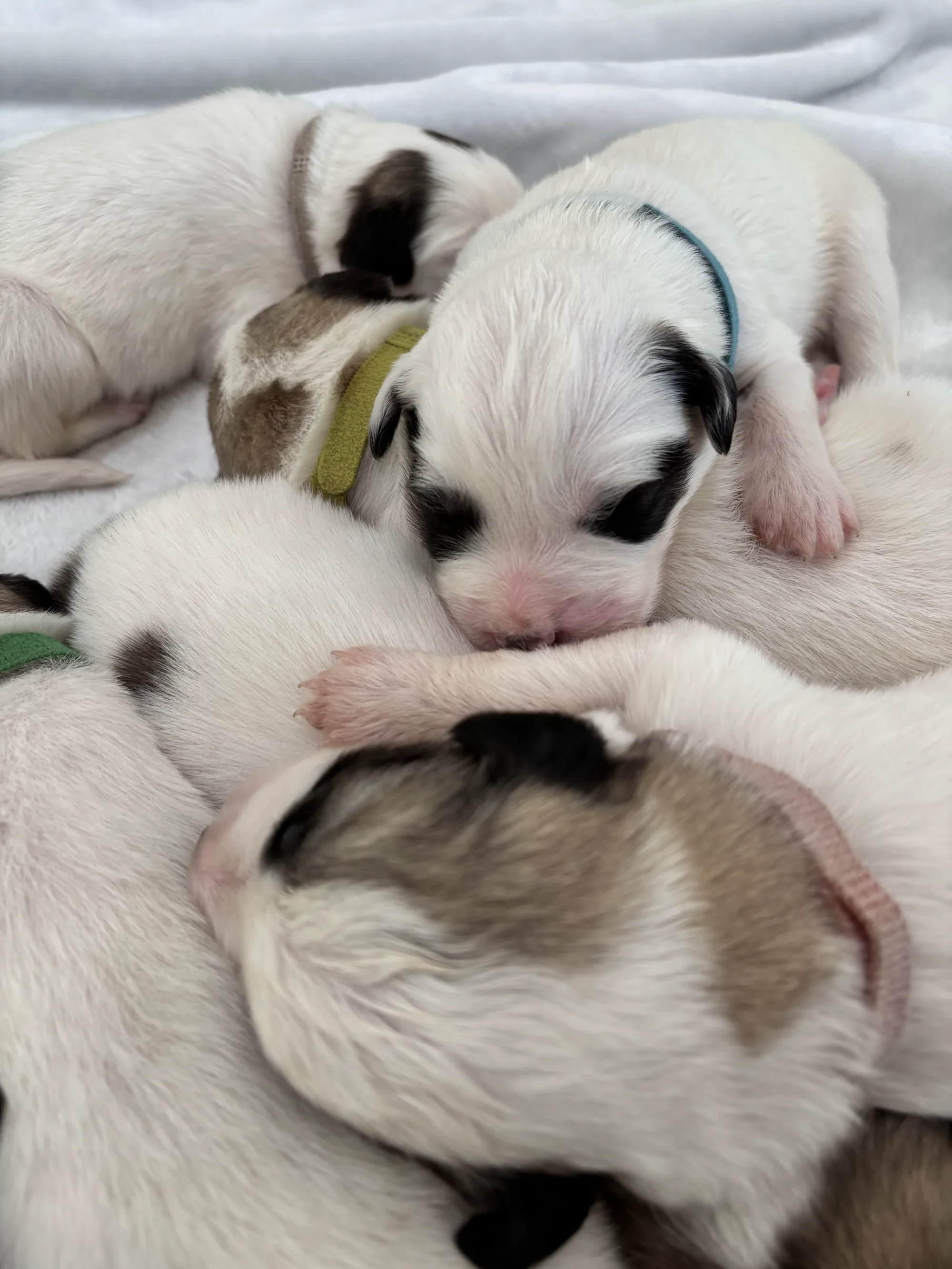 Close-up of a puppy with a teal collar resting in the litter pile