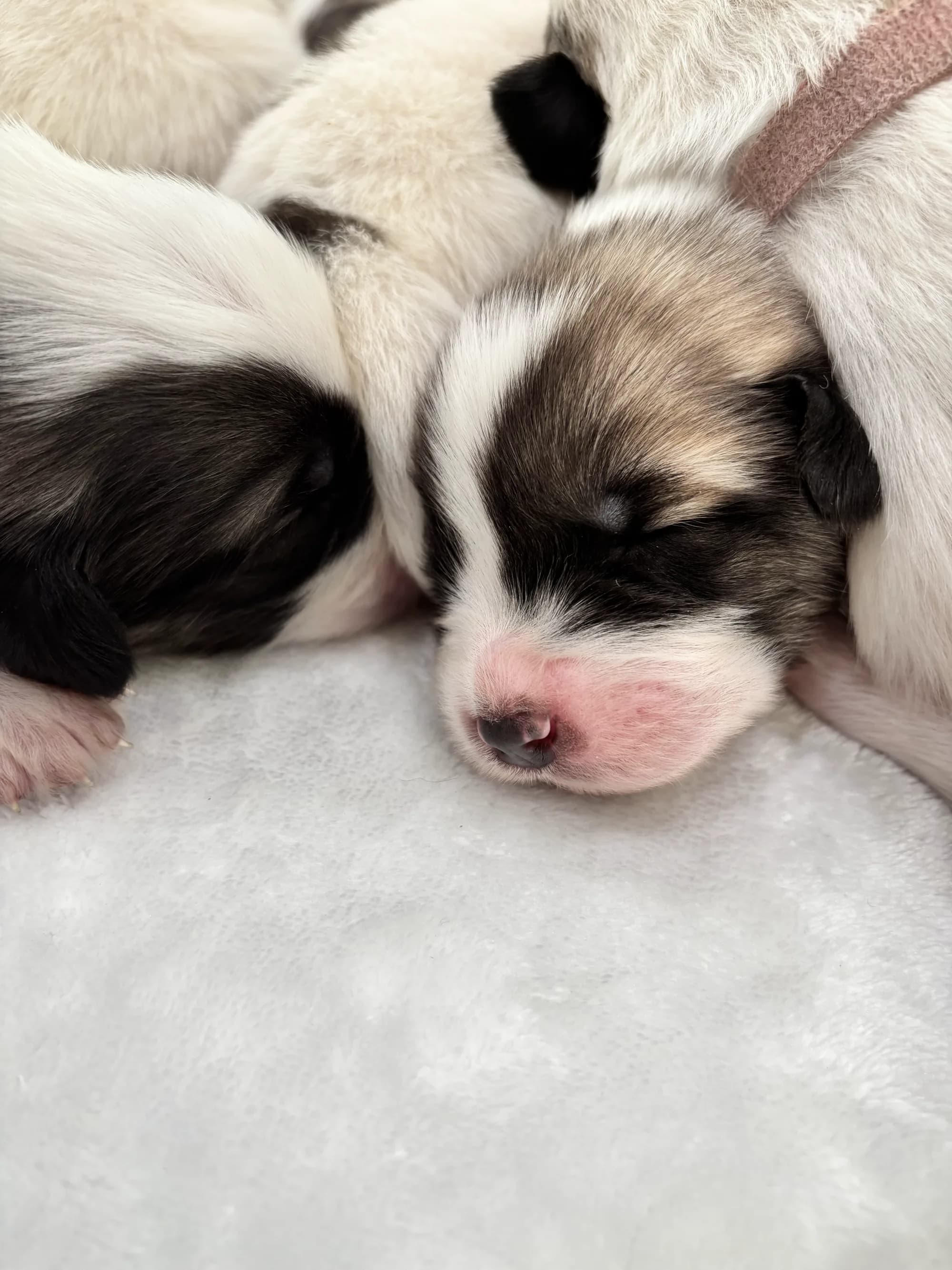 Sleeping puppy with brown markings tucked between littermates