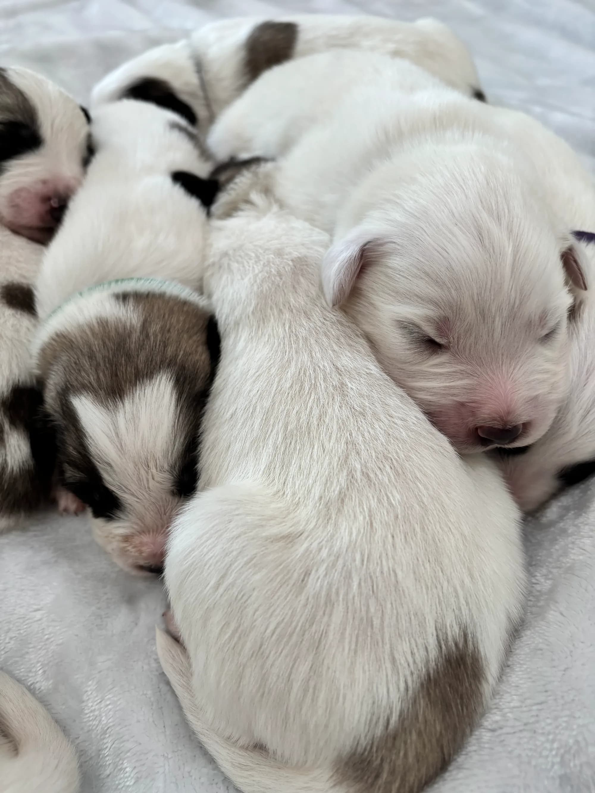 Mostly-white Palouse litter puppy sleeping in the foreground of the pile