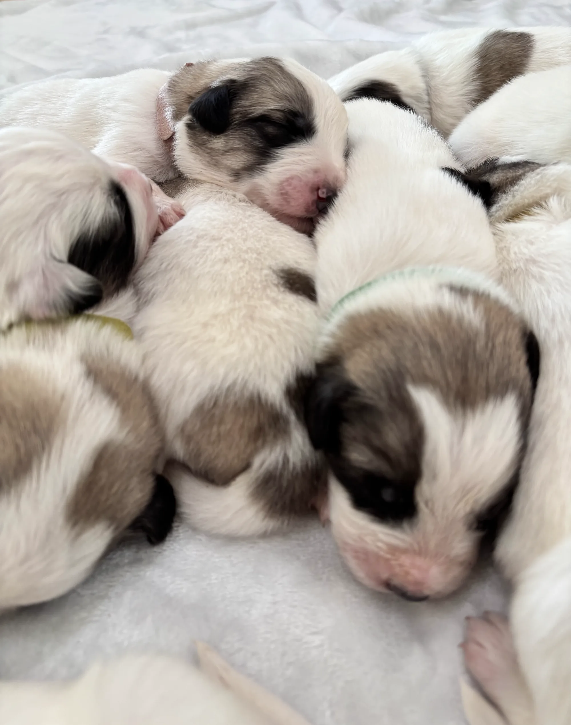Spotted Palouse litter puppy with a green collar resting with siblings