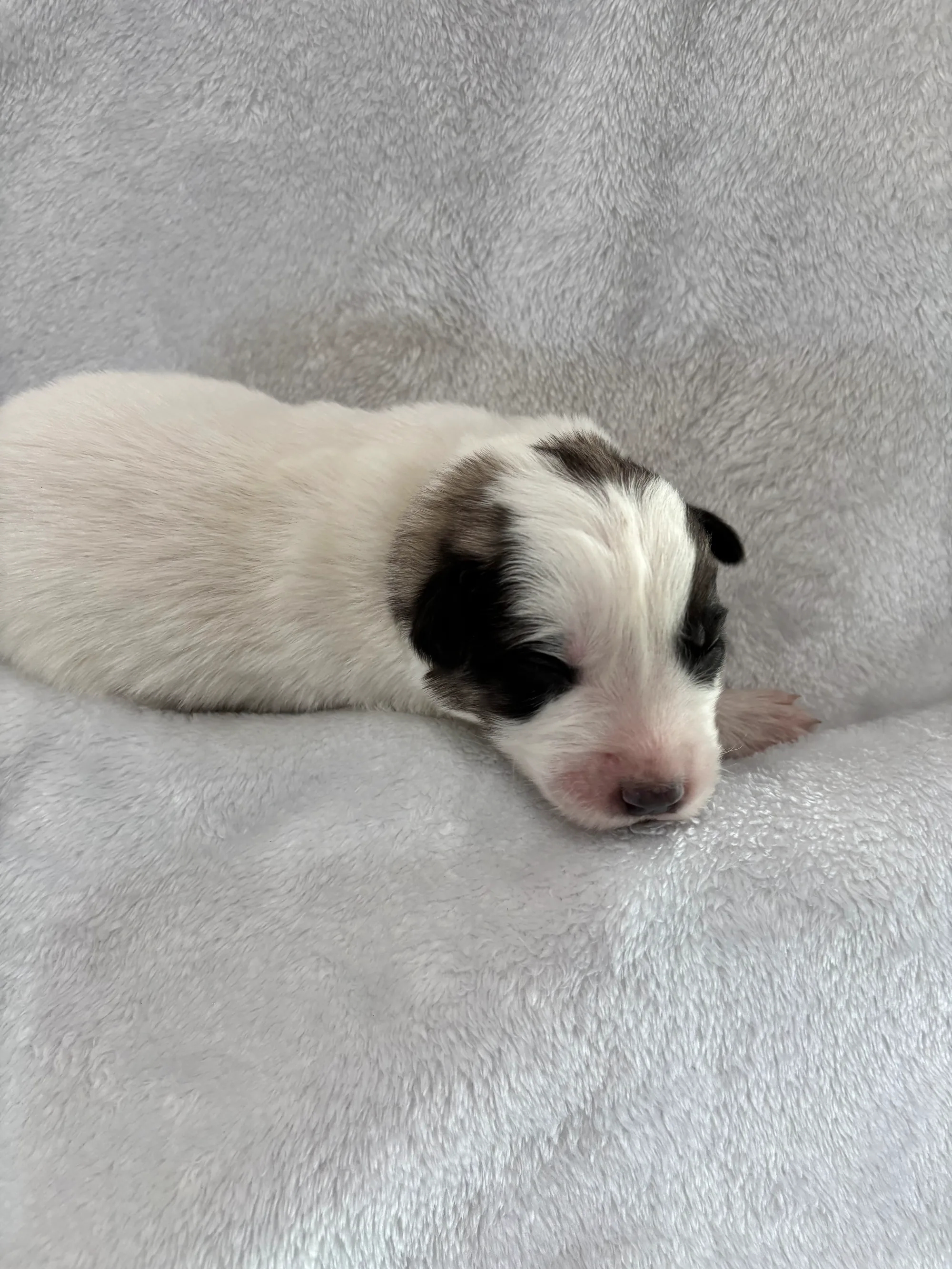 PomPom - Male Great Pyrenees mix puppy