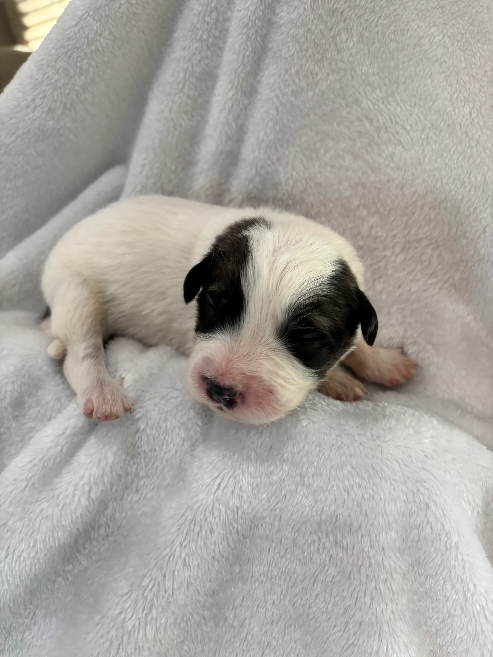 Princess - Female foundation Palouse litter puppy