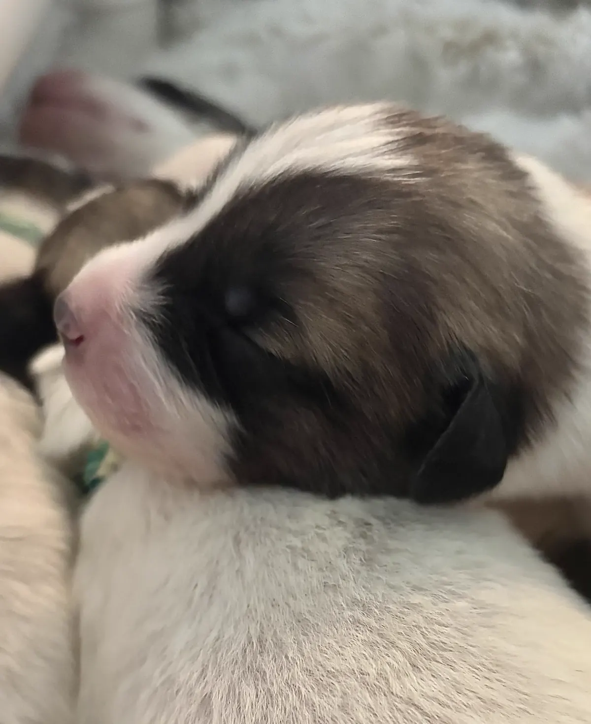 Quill - Sex to be confirmed Great Pyrenees mix puppy