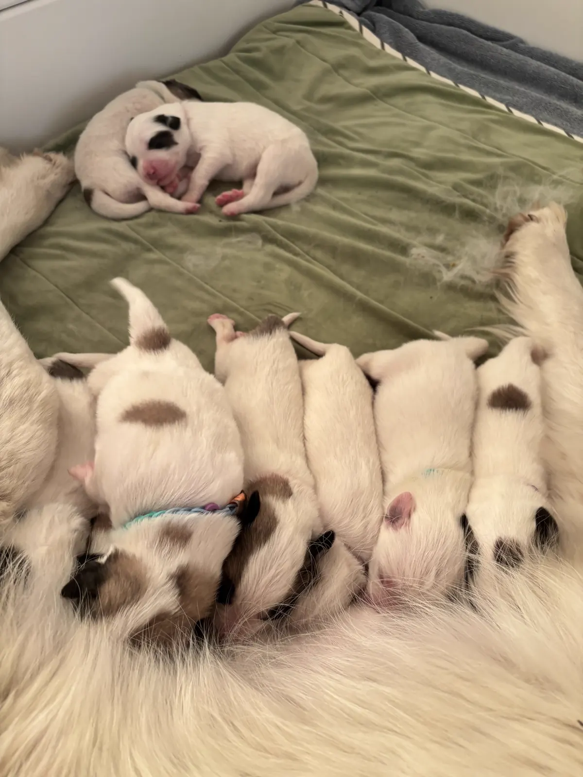 Junior — photo 4