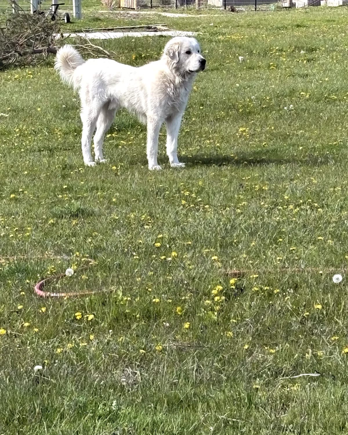 Full body view of Grok, the 100% Great Pyrenees sire, standing in pasture