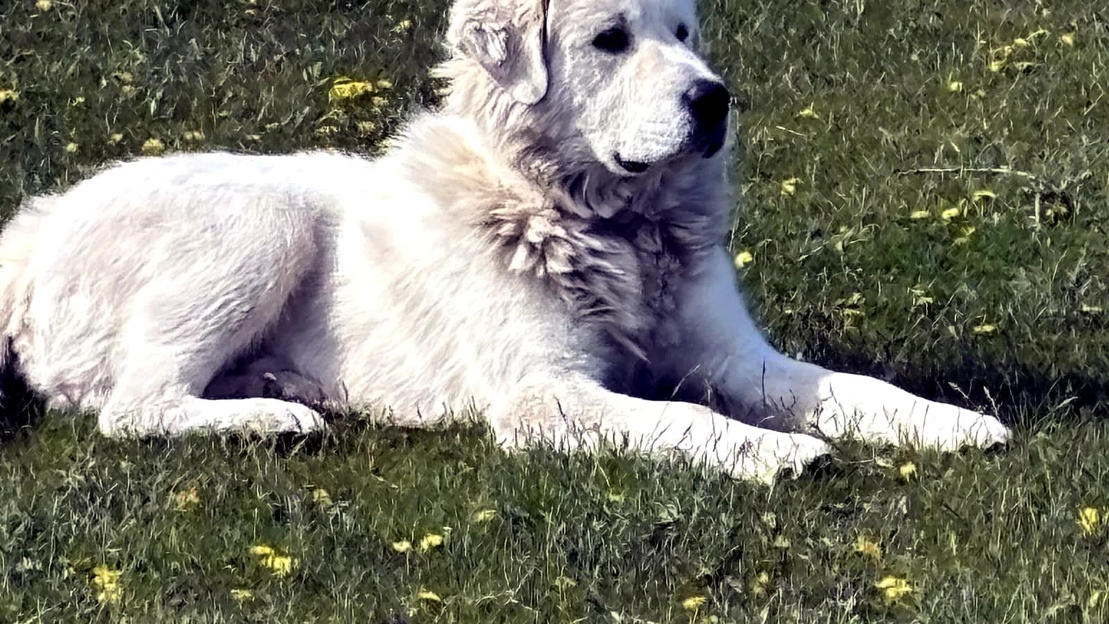 Grok the Great Pyrenees resting calmly in the grass