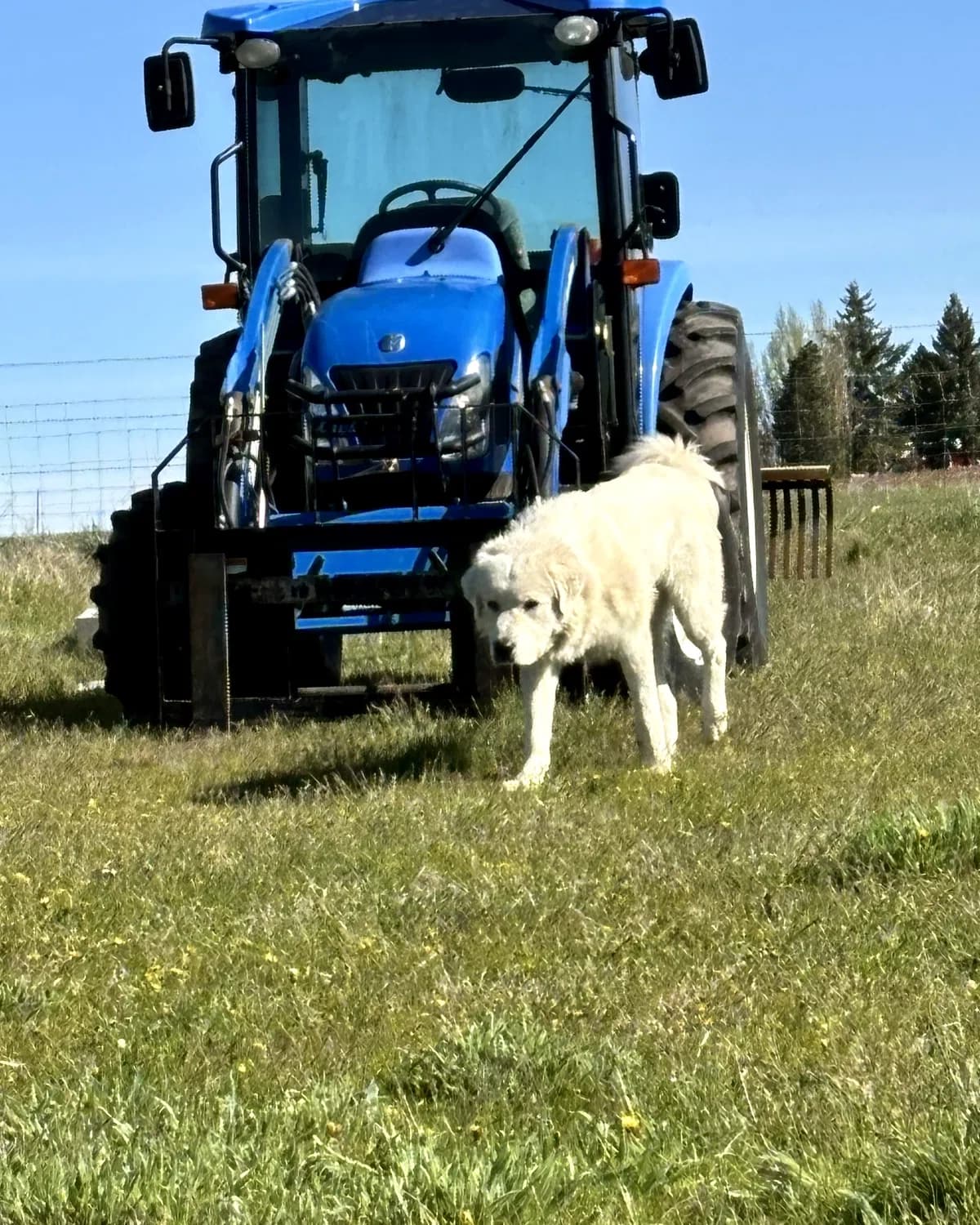 Grok the Great Pyrenees farm dog standing near a blue tractor